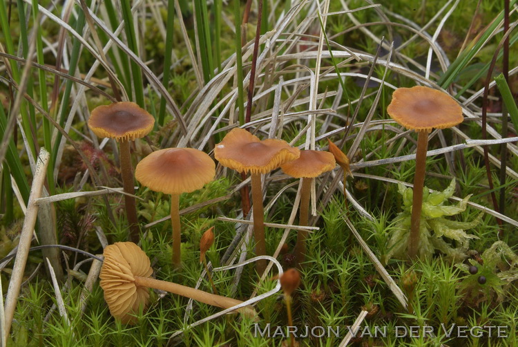 Laagveenmosklokje - Galerina hybrida